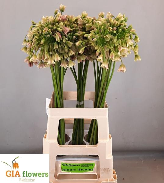 <h4>ALLIUM NECT SICULUM</h4>