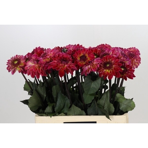 Dahlia Dancing Don
