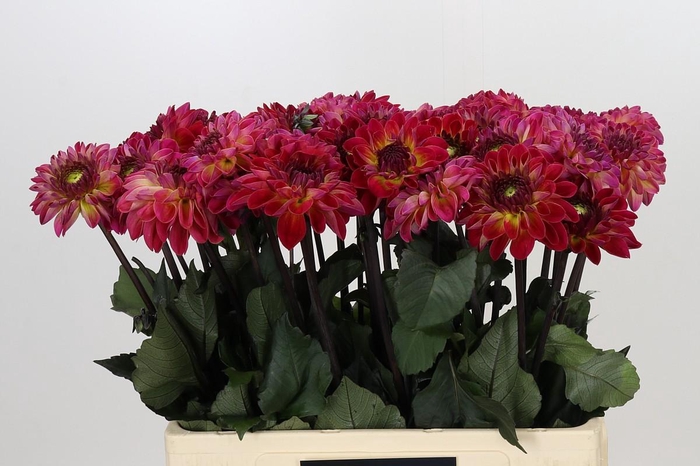 <h4>Dahlia Dancing Don</h4>