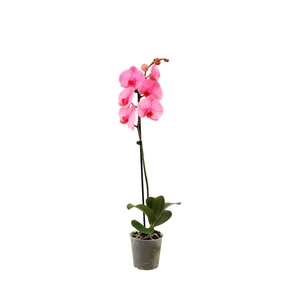 Phal I Am Pink 1T9+