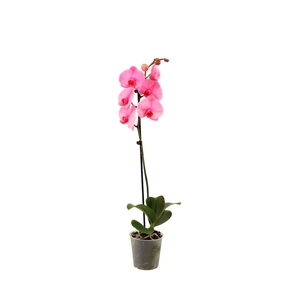 Phal I Am Pink 1T9+