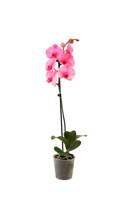<h4>Phal I Am Pink 1T9+</h4>