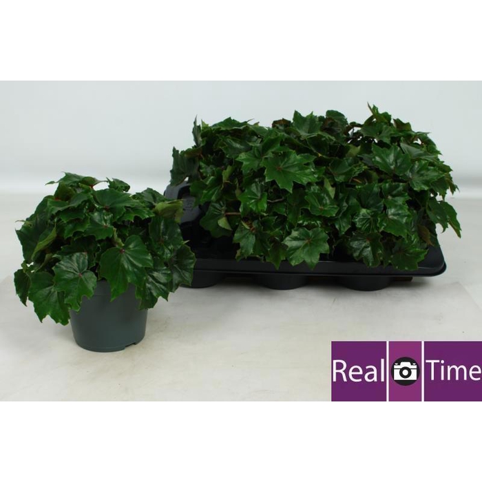 <h4>BEG RUBI VERDE</h4>