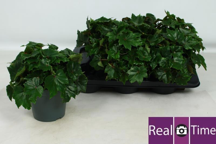 <h4>BEG RUBI VERDE</h4>