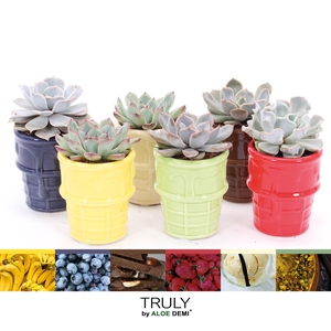 TRULY Echeveria, ice cream