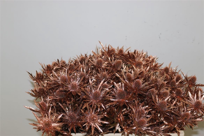 <h4>Eryngium Kb Koper</h4>