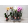 Phal El Cascade