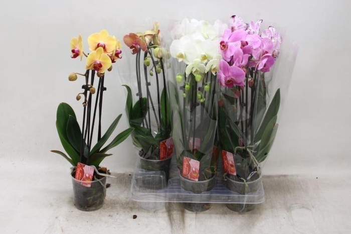 Phal El Cascade
