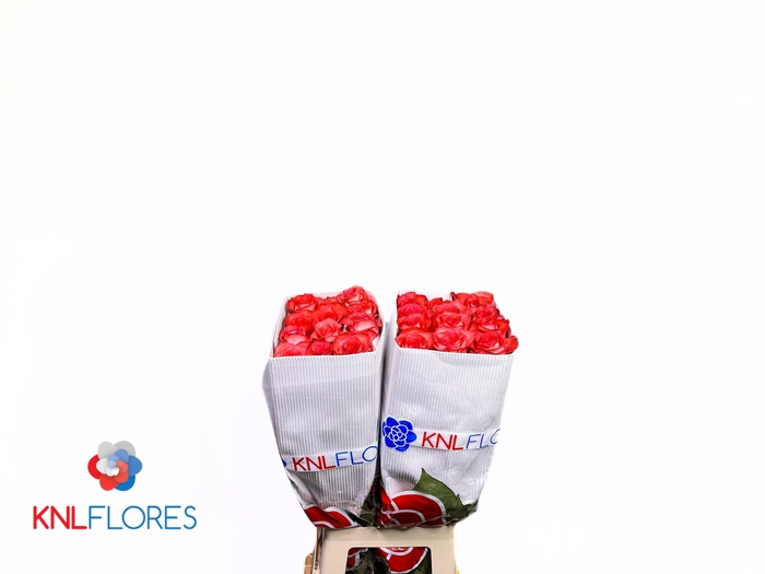 <h4>R GR IGUANA</h4>