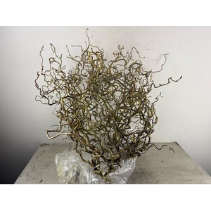 Corylus (2-jarig) Extra