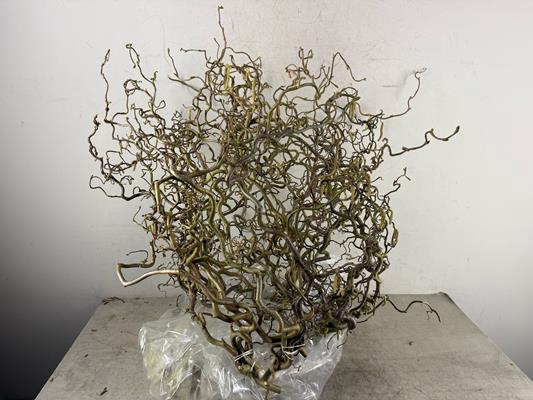 Corylus (2-jarig) Extra