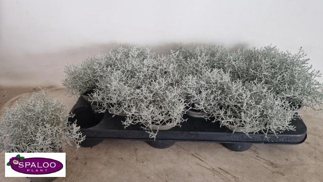 <h4>LEUCOPH BROWNII</h4>