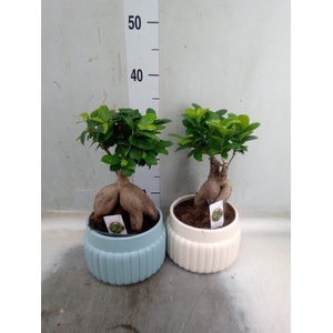 Ficus microcarpa 'Ginseng'