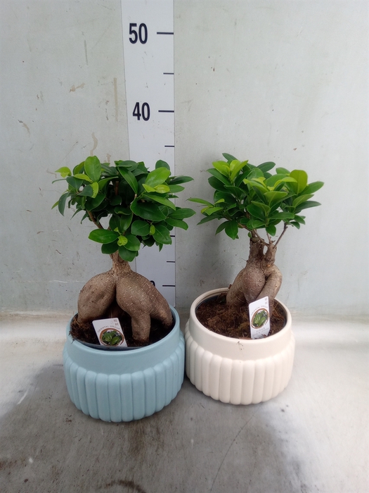 <h4>Ficus microcarpa 'Ginseng'</h4>