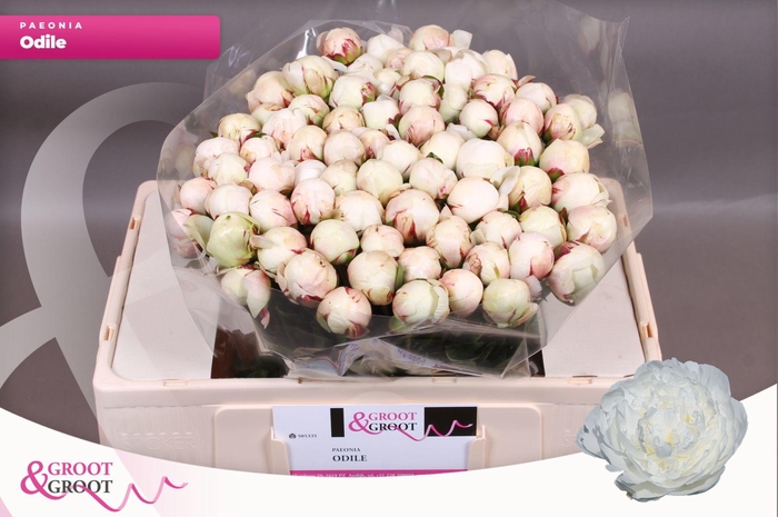 <h4>Paeonia Odile</h4>