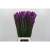 Liatris Callilepis