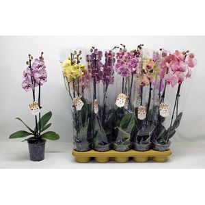 PHAL GEM