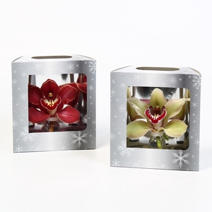 CYMB VERPAKT P BLOEM 2150