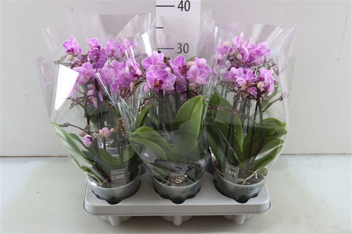 <h4>Phal Boquetto Pink Stripe 3-5 Spike</h4>