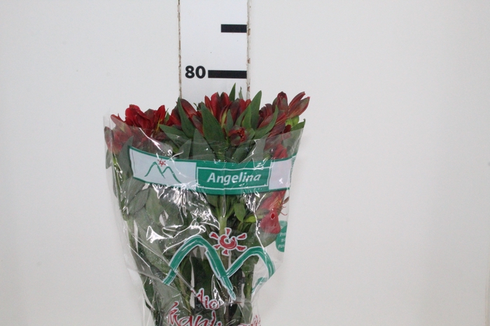 <h4>ALSTROEMERIA ANGELINA 080 CM</h4>