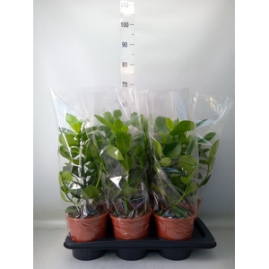 Clusia rosea 'Princess'