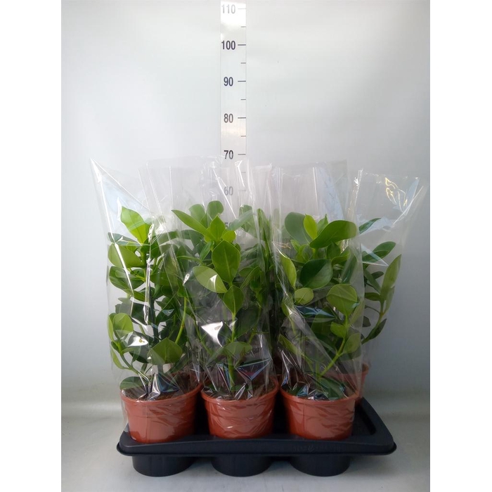 <h4>Clusia rosea 'Princess'</h4>