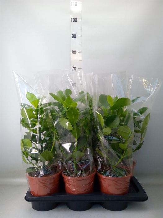 <h4>Clusia rosea 'Princess'</h4>