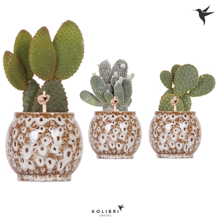 <h4>Opuntia Microdasys Keramiek Safari</h4>