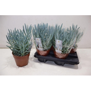 Curio Fic Mt Everest