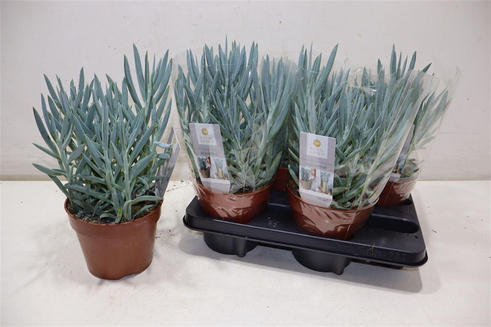 <h4>Curio Fic Mt Everest</h4>