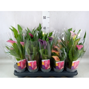 Zantedeschia   ...mix
