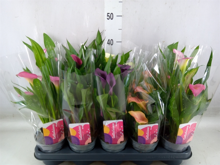 <h4>Zantedeschia   ...mix</h4>