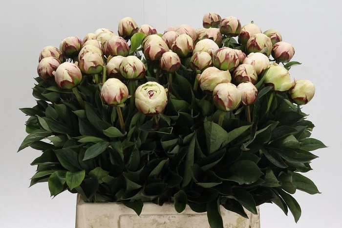 <h4>Paeonia Odile</h4>