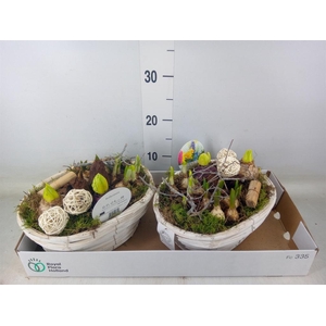 Arr.   Bol/Knolgewas L%