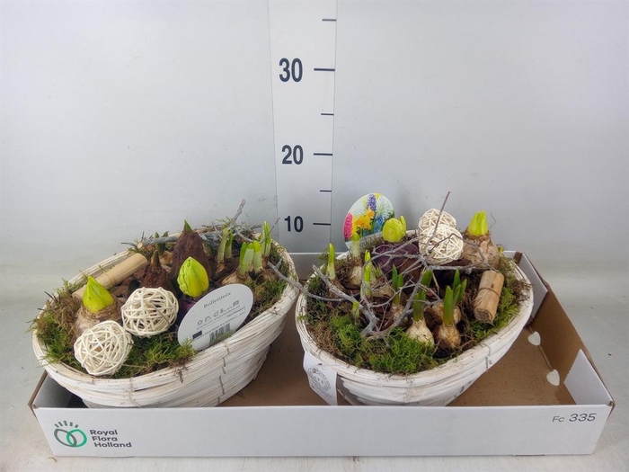 <h4>Arr. Bol/Knolgewas L%</h4>