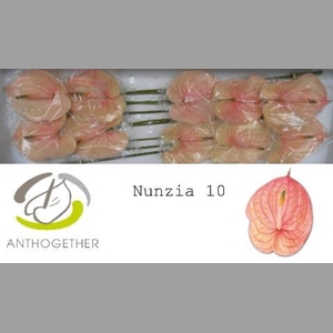 ANTH A NUNZIA