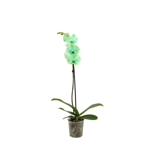 Phal I Am Green 1T9+