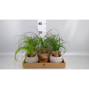 Beaucarnea recurvata