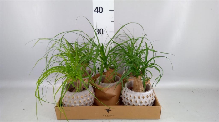 <h4>Beaucarnea recurvata</h4>