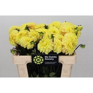Dahlia Yellow Don