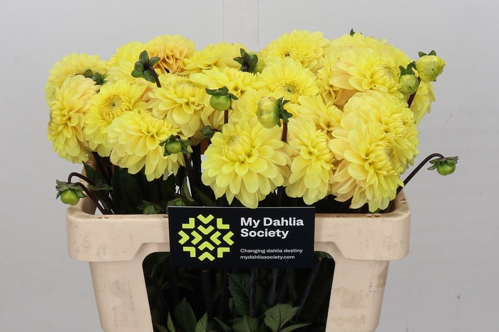 <h4>Dahlia Yellow Don</h4>