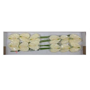 Anthurium moments B1