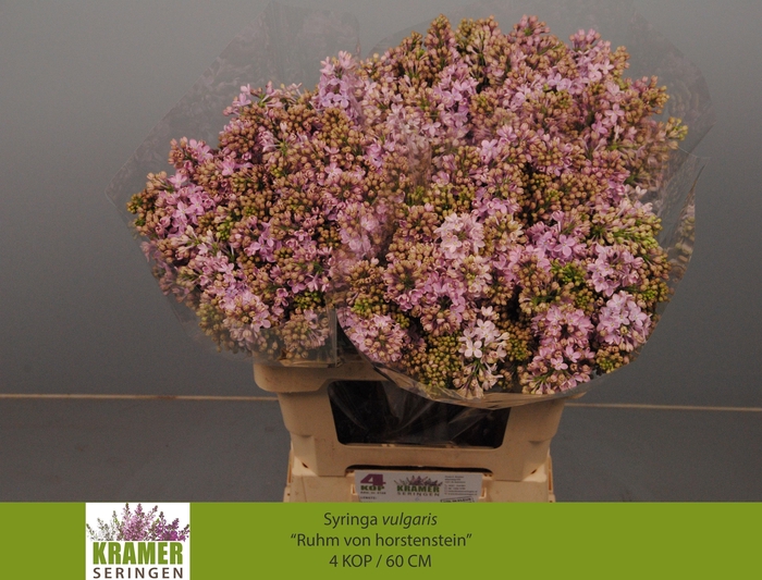 <h4>SYR V R V HORSTENST</h4>