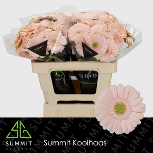 Germini Alix-Noor Water