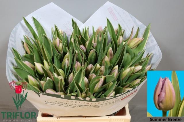 <h4>TU EN SUMMER BREEZE</h4>