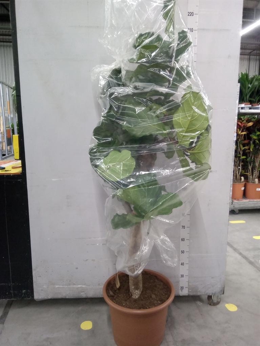 <h4>Ficus lyrata</h4>