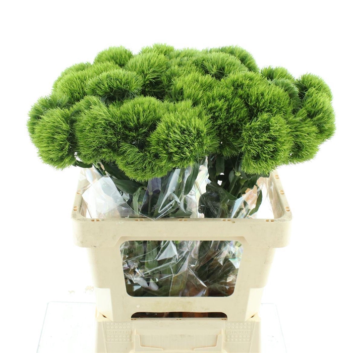 Di Barb Kiwi Mellow Extra