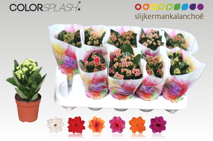 <h4>KAL GE GEM 6 KL</h4>