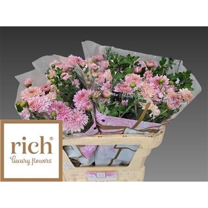 Chr Tbu Gompie Rose