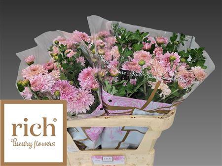 <h4>CHR T GOMPIE ROSE</h4>